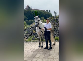 Connemara, Mare, 5 years, 15 hh, Gray-Blue-Tan