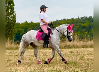 Connemara, Mare, 5 years, 15 hh, Gray-Blue-Tan