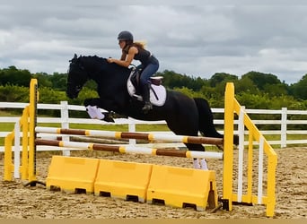 Connemara Mix, Mare, 5 years, 15,1 hh, Black