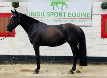 Connemara Mix, Mare, 5 years, 15,1 hh, Black