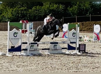 Connemara Mix, Mare, 5 years, 15,1 hh, Black