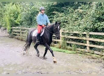 Connemara Mix, Mare, 5 years, 15,1 hh, Black