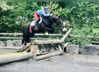 Connemara Mix, Mare, 5 years, 15,1 hh, Black