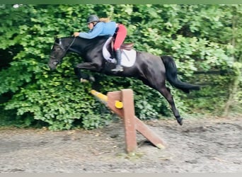 Connemara Mix, Mare, 5 years, 15,1 hh, Black