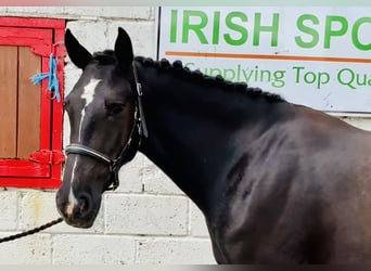 Connemara Mix, Mare, 5 years, 15,1 hh, Black