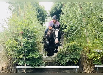 Connemara Mix, Mare, 5 years, 15,1 hh, Black