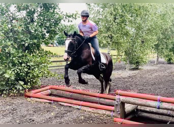 Connemara Mix, Mare, 5 years, 15,1 hh, Black