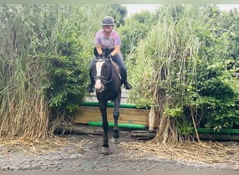 Connemara Mix, Mare, 5 years, 15,1 hh, Black