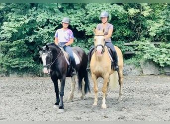 Connemara Mix, Mare, 5 years, 15,1 hh, Black