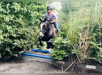 Connemara Mix, Mare, 5 years, 15,1 hh, Black