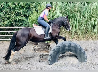 Connemara Mix, Mare, 5 years, 15,1 hh, Black