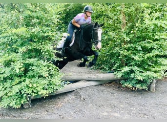 Connemara Mix, Mare, 5 years, 15,1 hh, Black