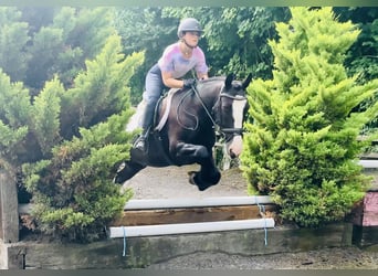 Connemara Mix, Mare, 5 years, 15,1 hh, Black