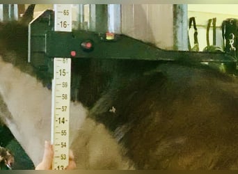 Connemara, Mare, 5 years, 15,1 hh, Brown