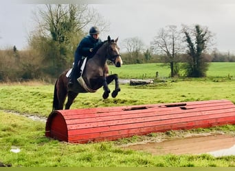 Connemara, Mare, 5 years, 15,1 hh, Brown