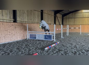 Connemara, Mare, 5 years, 15,1 hh, Grey
