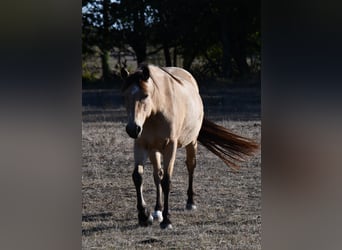 Connemara, Mare, 6 years, 13.1 hh, Dun