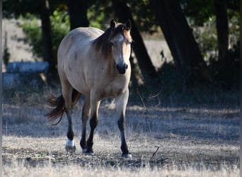 Connemara, Mare, 6 years, 13.1 hh, Dun