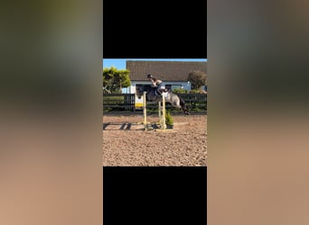 Connemara, Mare, 6 years, 13.2 hh, Dun