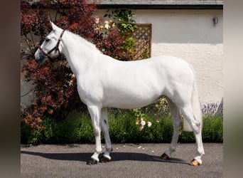 Connemara, Mare, 6 years, 13.2 hh, Grey