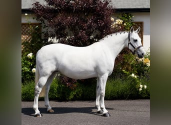 Connemara, Mare, 6 years, 13.2 hh, Grey