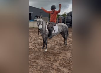 Connemara, Mare, 6 years, 13.2 hh, Grey