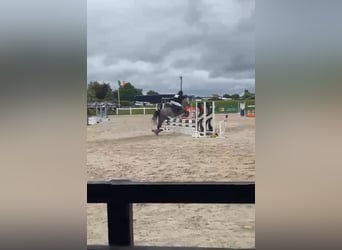 Connemara, Mare, 6 years, 13.2 hh, Grey
