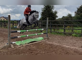 Connemara, Mare, 6 years, 13.2 hh, Grey