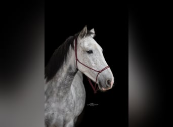 Connemara Mix, Mare, 6 years, 13,2 hh, Grey