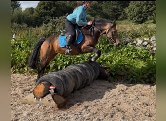 Connemara, Mare, 6 years, 14.1 hh, Dun