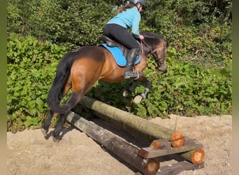 Connemara, Mare, 6 years, 14.1 hh, Dun