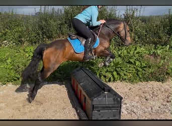 Connemara, Mare, 6 years, 14.1 hh, Dun