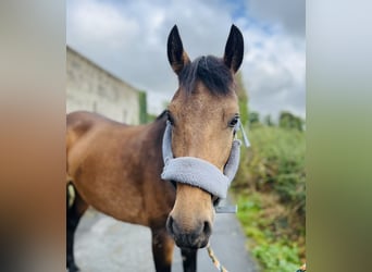 Connemara, Mare, 6 years, 14.1 hh, Dun