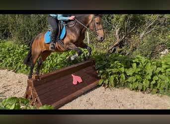 Connemara, Mare, 6 years, 14.1 hh, Dun
