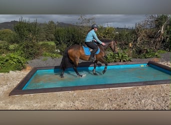 Connemara, Mare, 6 years, 14.1 hh, Dun