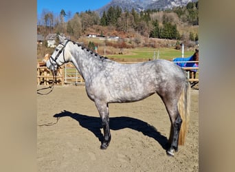 Connemara, Mare, 6 years, 14,1 hh, Gray-Blue-Tan