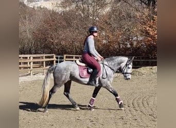 Connemara, Mare, 6 years, 14,1 hh, Gray-Blue-Tan