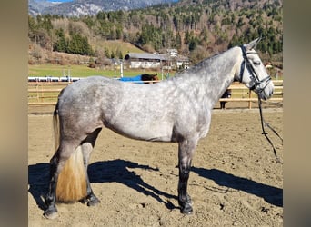 Connemara, Mare, 6 years, 14,1 hh, Gray-Blue-Tan