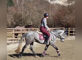 Connemara, Mare, 6 years, 14,1 hh, Gray-Blue-Tan