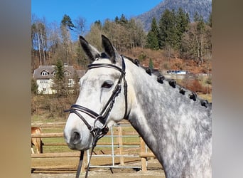 Connemara, Mare, 6 years, 14,1 hh, Gray-Blue-Tan