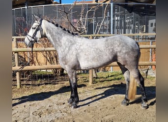 Connemara, Mare, 6 years, 14,1 hh, Gray-Blue-Tan