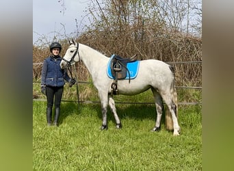 Connemara, Mare, 6 years, 14,1 hh, Gray-Dark-Tan