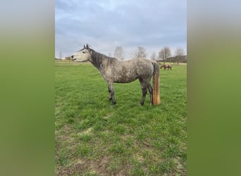 Connemara, Mare, 6 years, 14,1 hh, Gray