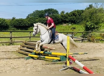 Connemara, Mare, 6 years, 14,1 hh, Gray