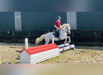 Connemara, Mare, 6 years, 14,1 hh, Gray