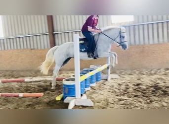 Connemara, Mare, 6 years, 14,1 hh, Gray