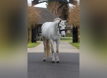 Connemara, Mare, 6 years, 14.1 hh, Grey