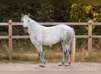 Connemara, Mare, 6 years, 14.1 hh, Grey