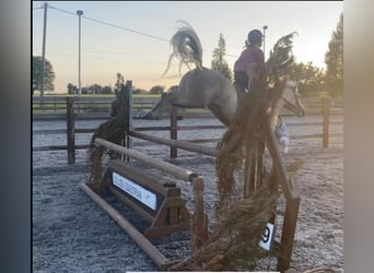 Connemara, Mare, 6 years, 14.1 hh, Palomino