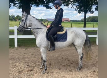 Connemara, Mare, 6 years, 14.2 hh, Gray